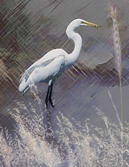 Rotton Egret